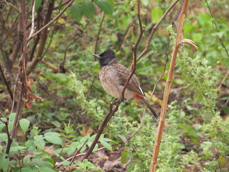 G (110) Red-vented Bulbul - Yala NP.JPG
